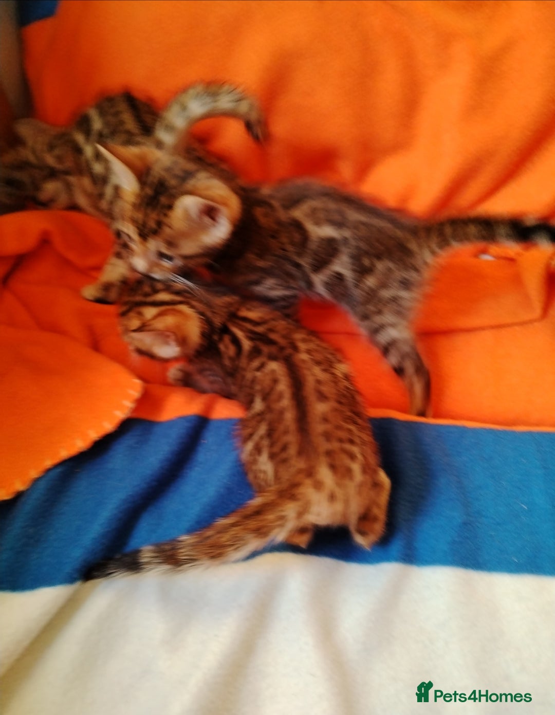 Bengal cats for sale: Bengals high guality kittens ready for new home  - Advert 8