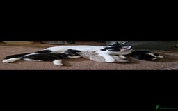 Mixed Breed cats for sale: 2 Beautiful female Kittens for sale. - Image 9