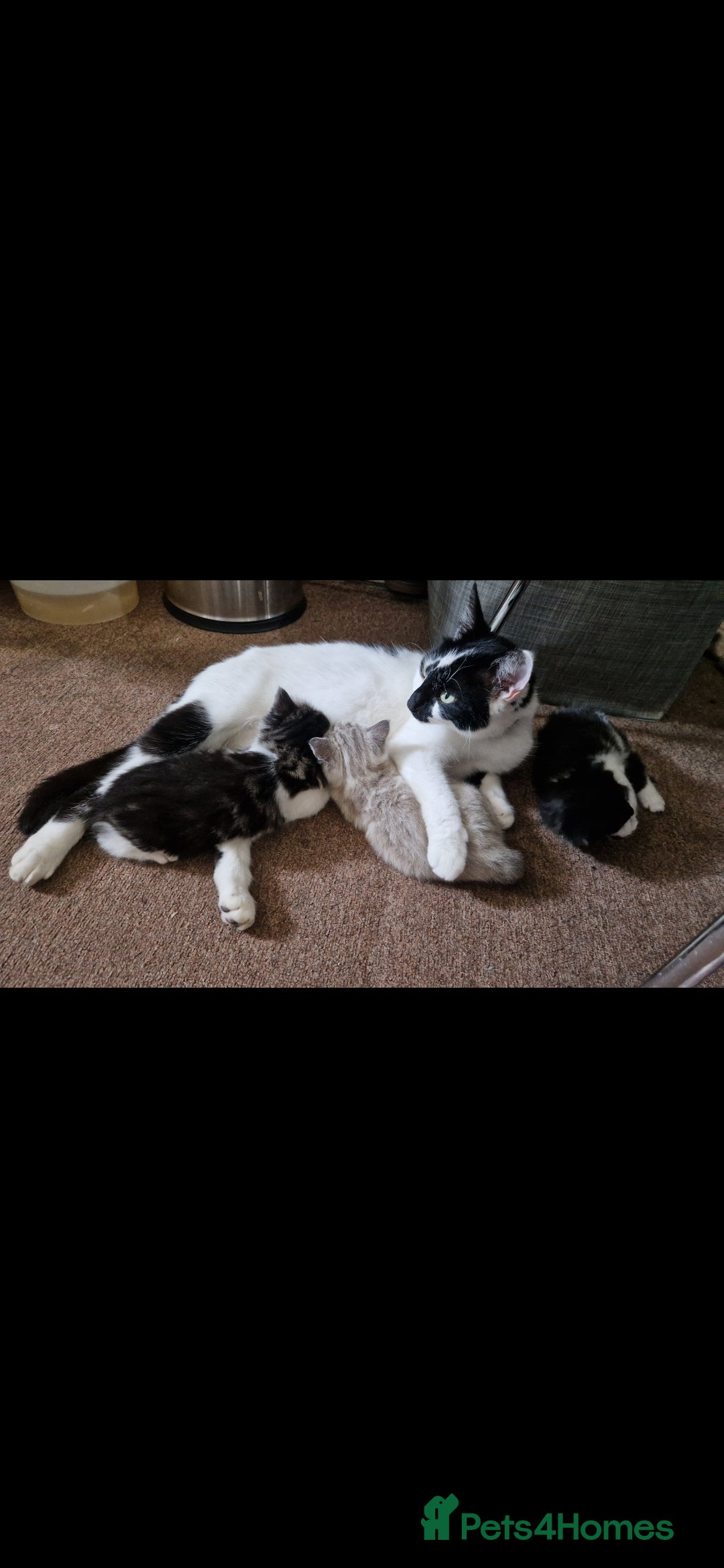 Mixed Breed cats for sale: 2 Beautiful female Kittens for sale. - Image 9