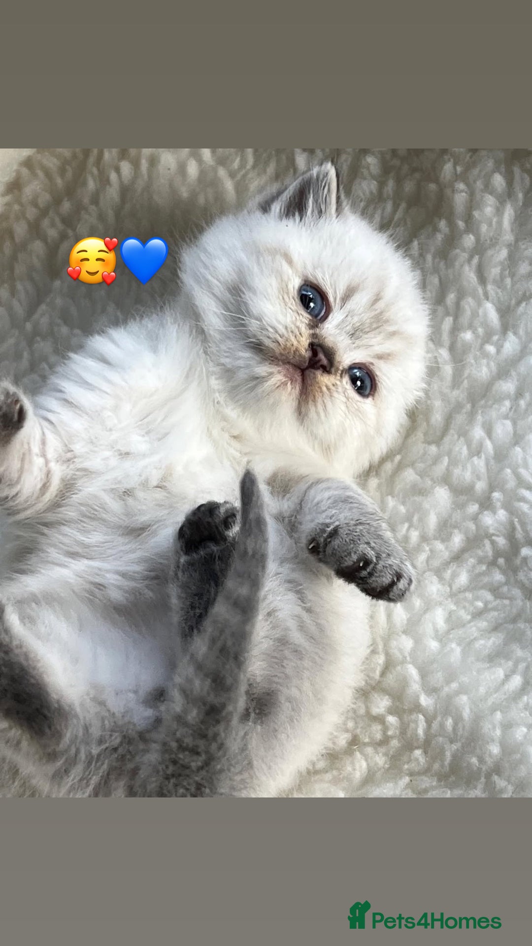 British Shorthair cats for sale: Beautiful white/silver British shorthair kittens - Advert 5