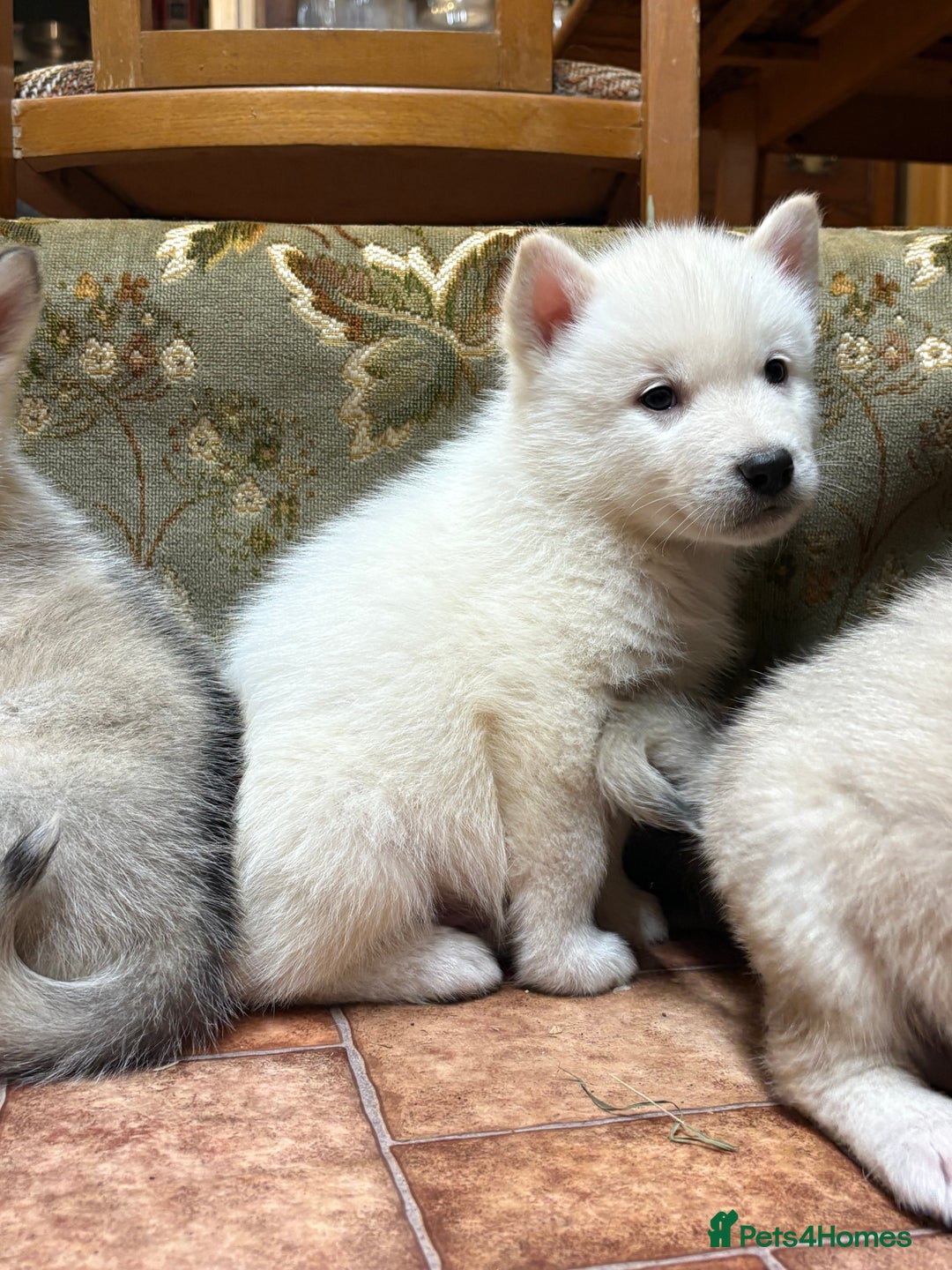 Alaskan Malamute dogs for sale: K.C registered Quality Alaskan Malamute puppies - Advert 16
