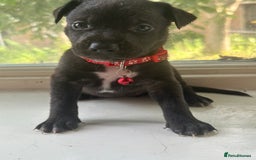 Mixed Breed dogs for sale: Staffy x Belgian Malinos  - Image 14
