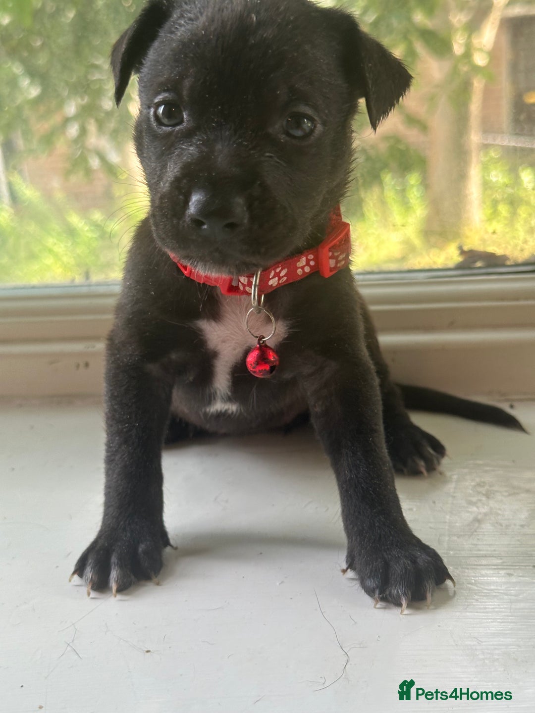 Mixed Breed dogs for sale: Staffy x Belgian Malinos  - Image 14