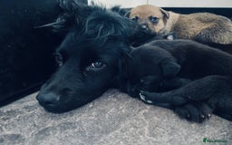 Mixed Breed dogs for sale: Cocker pei - Image 5