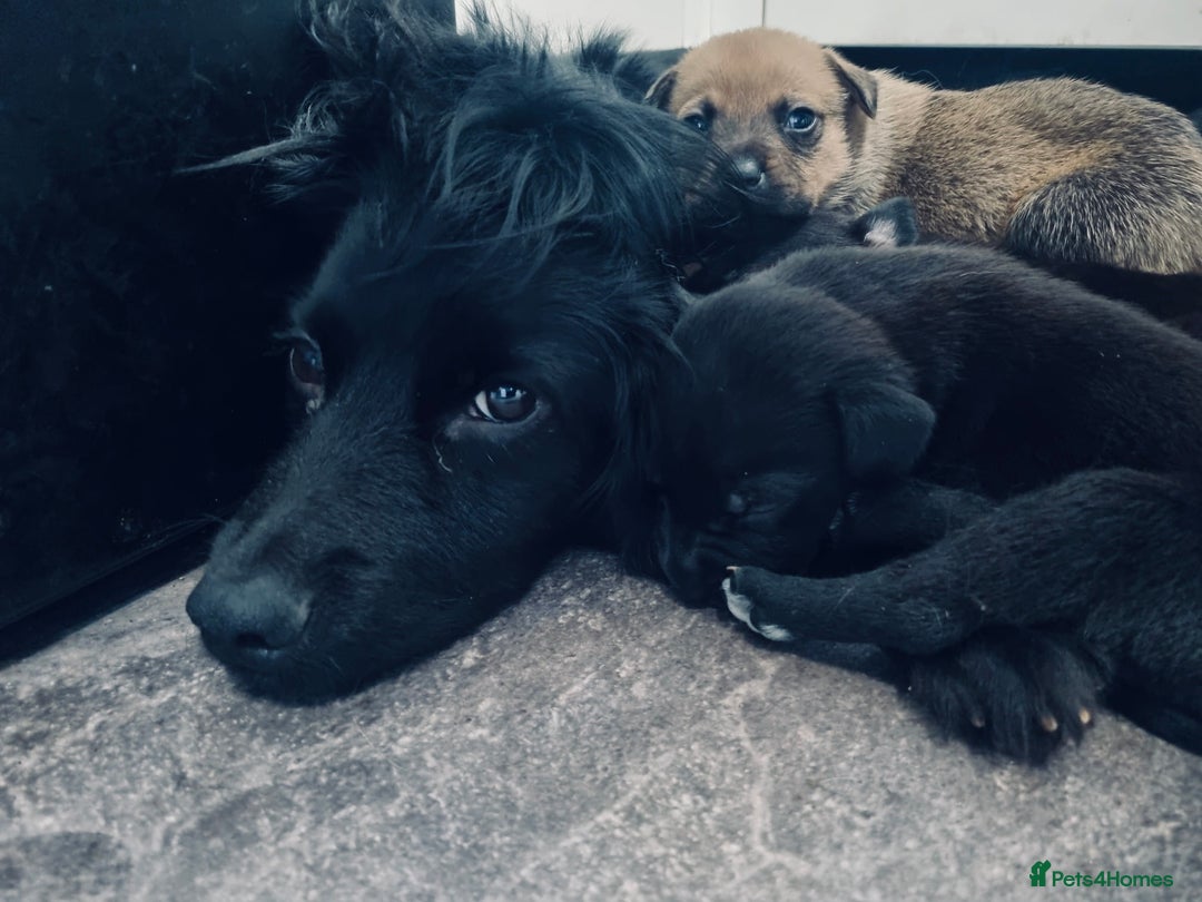 Mixed Breed dogs for sale: Cocker pei - Image 5