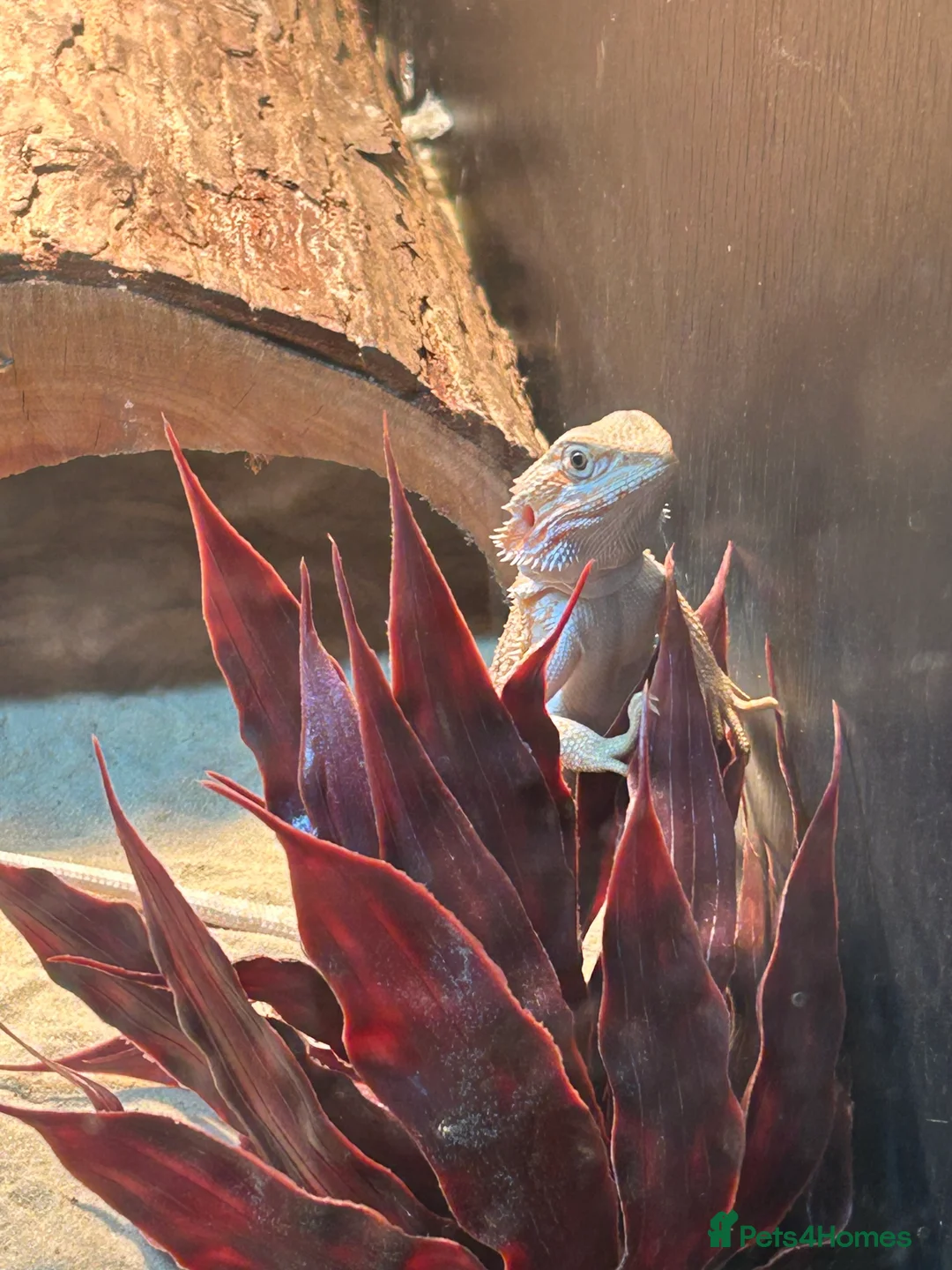 Bearded Dragon reptiles for sale: 2-3 months old red hypo bearded dragon  - Advert 10