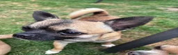 Chihuahua dogs for stud: Chihuahua smooth coat FOR STUD in King's Lynn - Advert 2