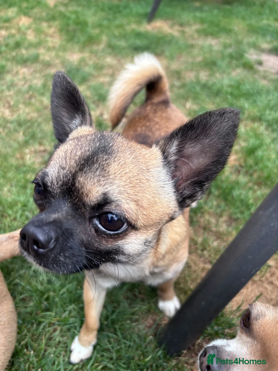 Chihuahua dogs for stud: Chihuahua smooth coat FOR STUD in King's Lynn - Advert 2