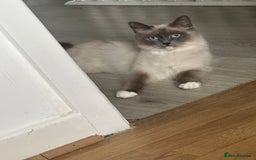 Siberian cats for sale: Ragdoll X Siberian kittens  - Image 9