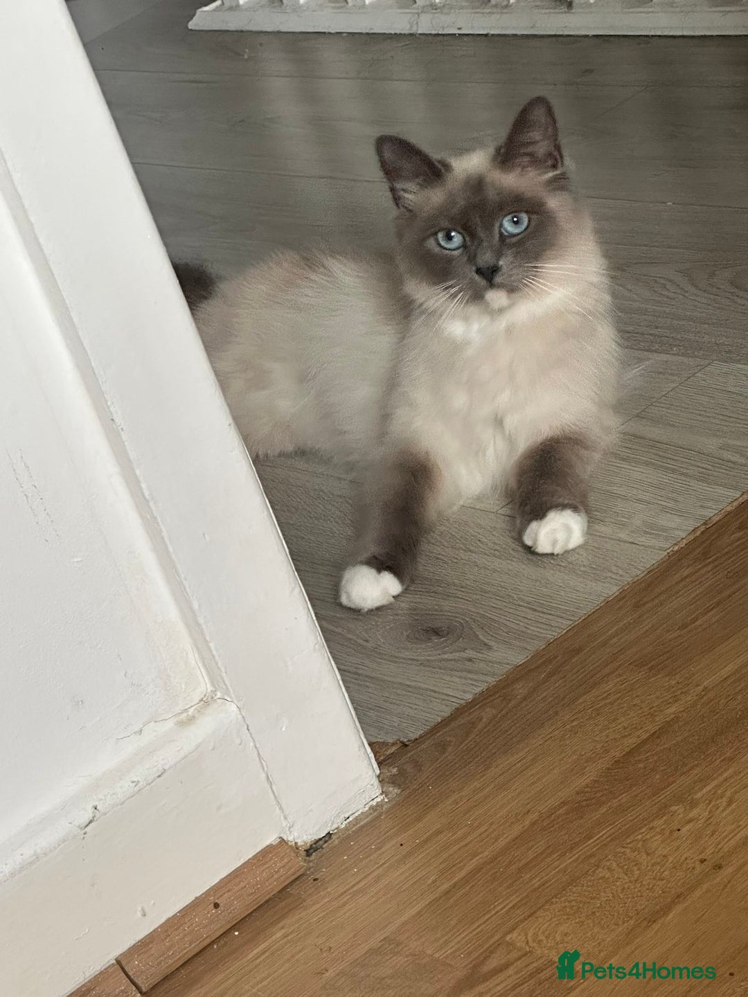 Siberian cats for sale: Ragdoll X Siberian kittens  - Image 9