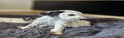 Dalmatian dogs for sale: Beautiful KC Reg Dalmatian Puppies in Newport - Advert 15