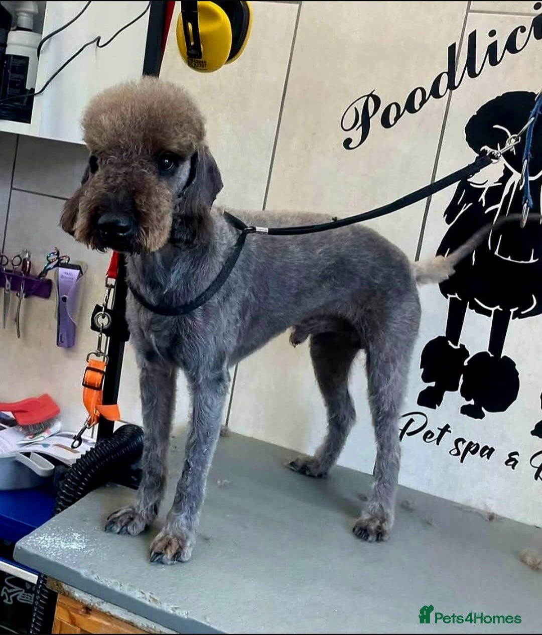 Bedlington Terrier dogs for sale: Bedlington whippet  - Advert 34