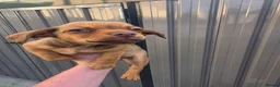 Chiweenie dogs for sale: Chiweenie puppies - Advert 5