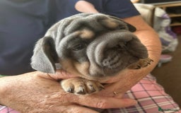 French Bulldog dogs for sale: Only 3 boys left, 5⭐️KC frenchies carrying fluffy  - Image 13