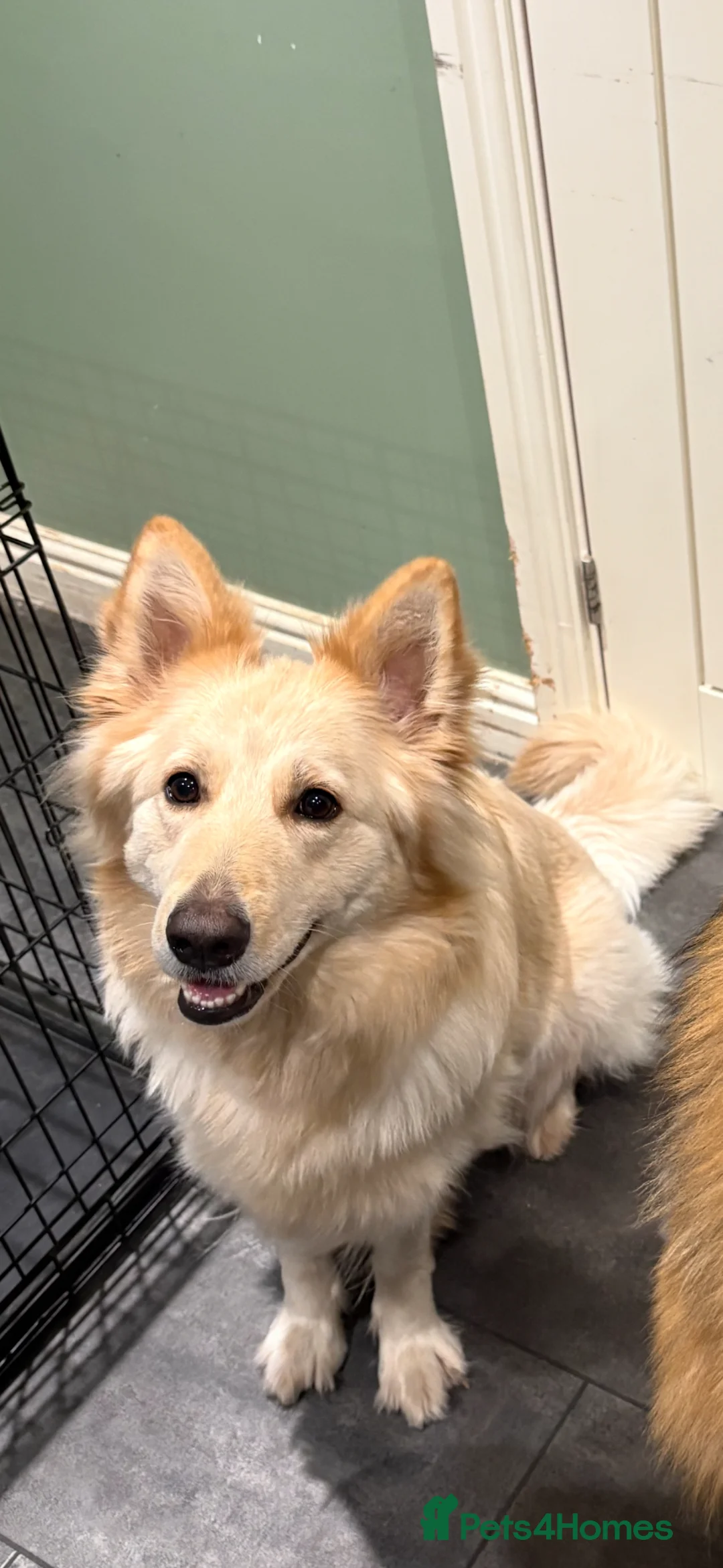 German Shepherd dogs for sale: Beautiful white German Shepherd 1st litter in Tamworth - Advert 2