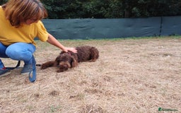 Lagotto Romagnolo dogs for adoption: DEXTER - a superb Lagotto boy for a Loving Home - Image 17