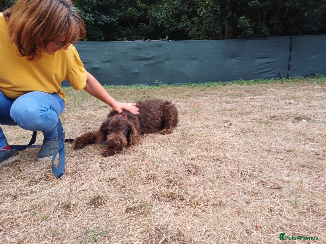 Lagotto Romagnolo dogs for adoption: DEXTER - a superb Lagotto boy for a Loving Home - Image 17