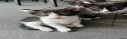 Mixed Breed cats for sale: Beautiful kittens  in Hereford - Advert 18