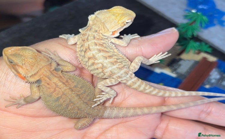 Bearded Dragon reptiles - Advert 2