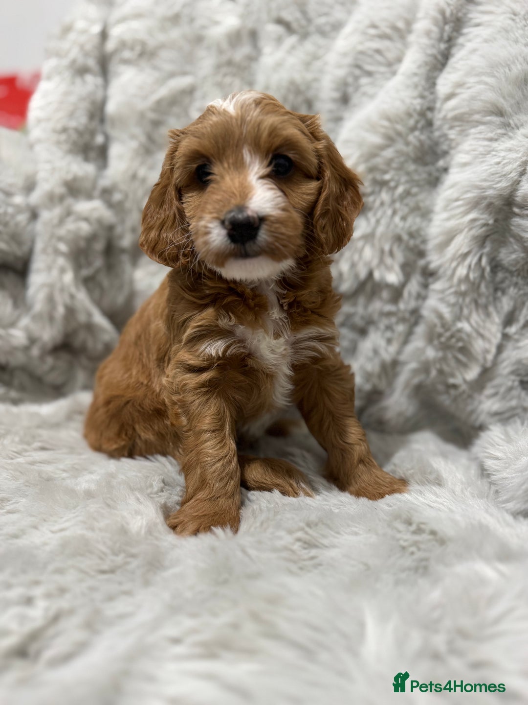 Cockapoo dogs for sale: F2 cockapoo puppies  - Advert 1