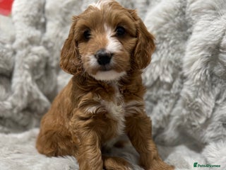 Cockapoo dogs F2 cockapoo puppies - Advert 1