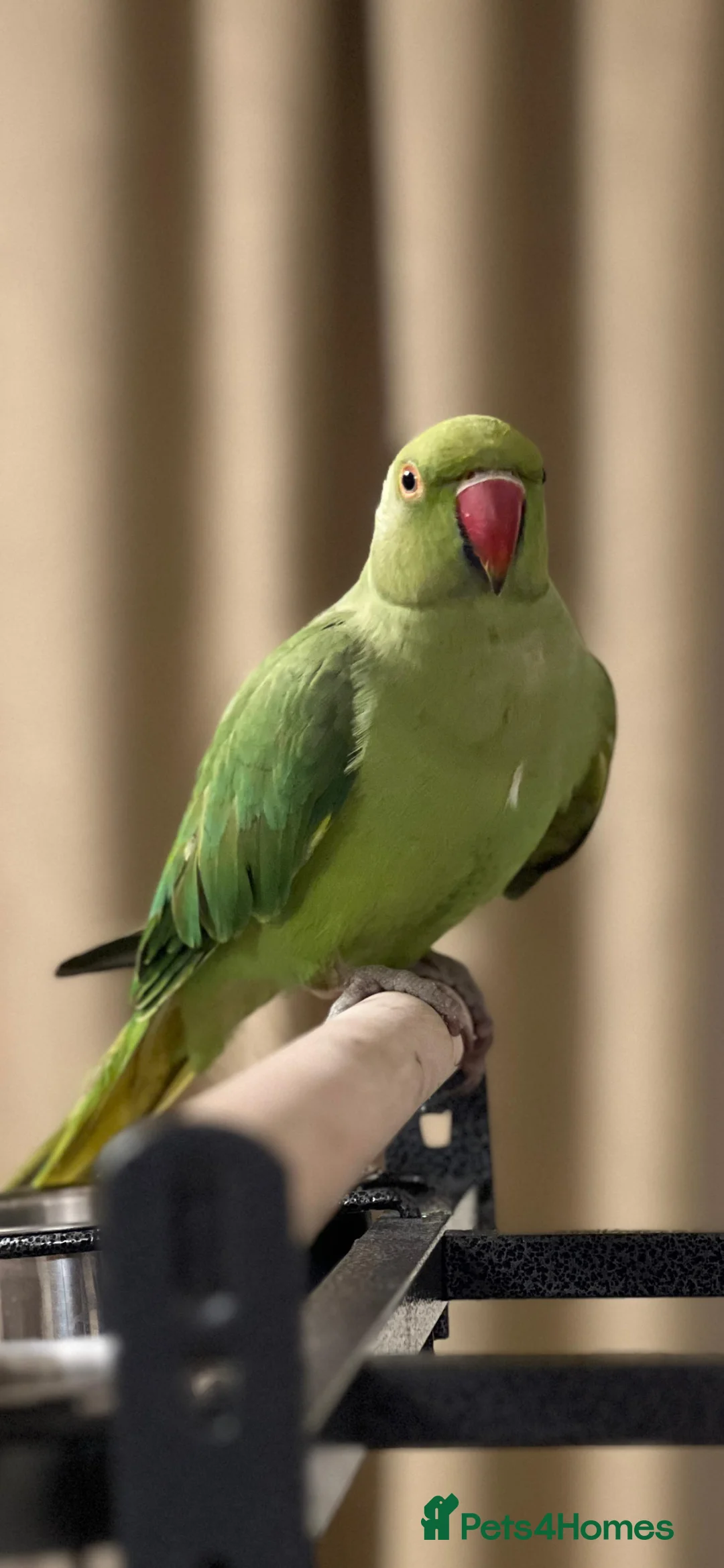Parrots birds for sale: Ring neck Parrot in Bolton - Advert 2