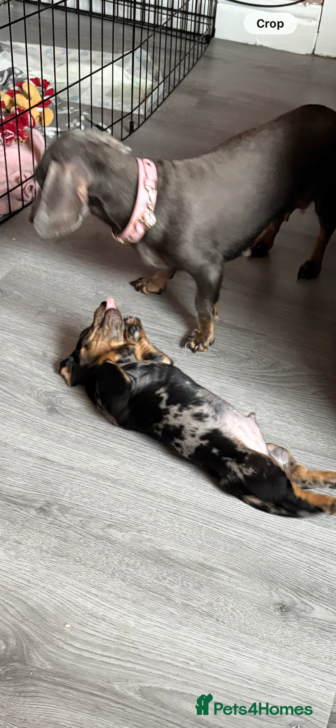 Miniature Dachshund dogs for sale: Miniature dachshund  - Advert 3