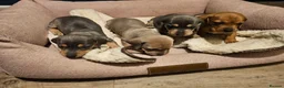 Miniature Dachshund dogs for sale: Kc registers mini smoothaired dachshund puppies - Advert 16