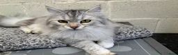 Siberian cats for sale: Active Siberians  - Advert 21