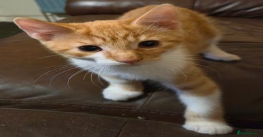 Mixed Breed cats - Advert 7
