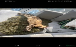 Bengal cats for sale: Bengal Kittens Tica Registered  - Image 30