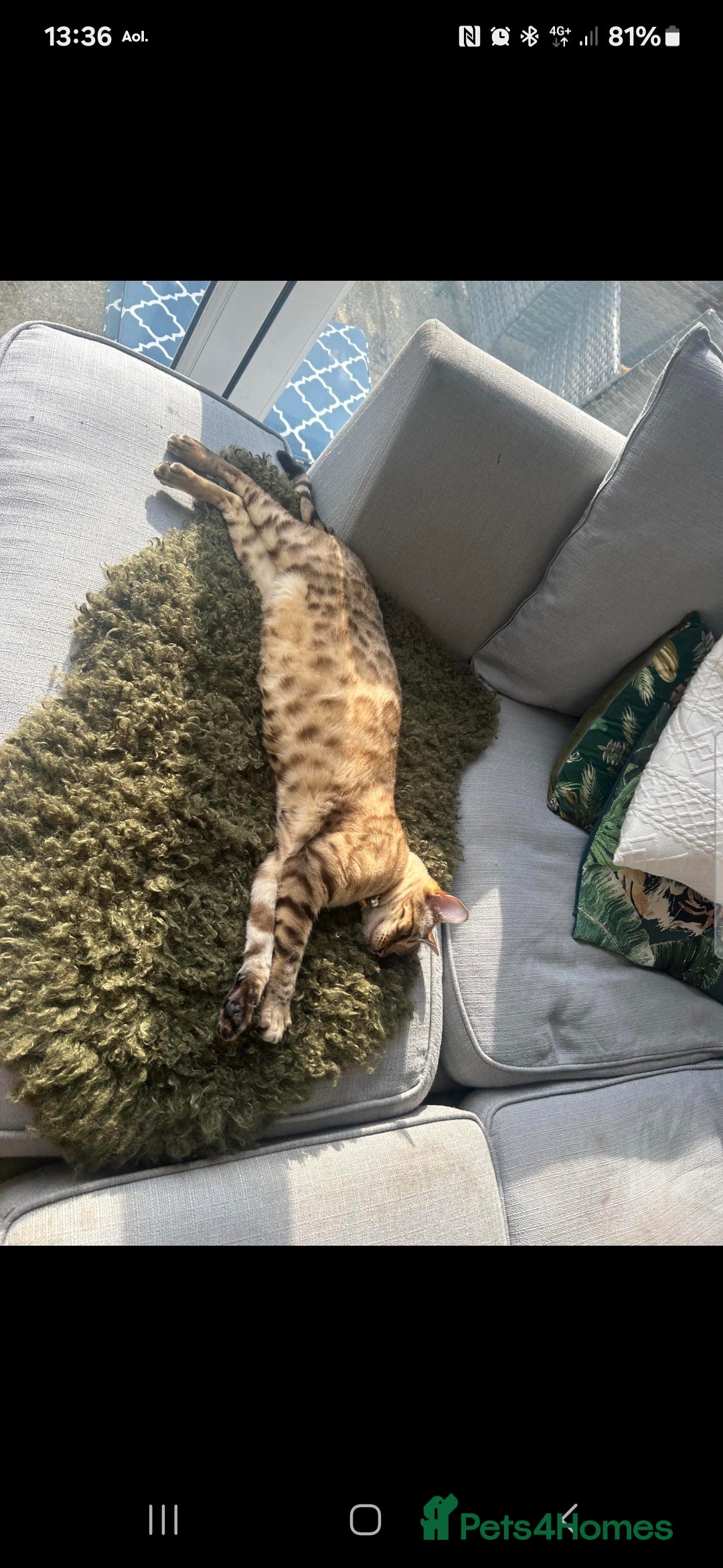 Bengal cats for sale: Bengal Kittens Tica Registered  - Image 30