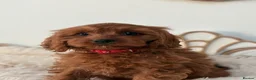 Cavapoo dogs for sale: F1 beautiful red cavapoo puppies Family raised in Sidcup - Advert 12