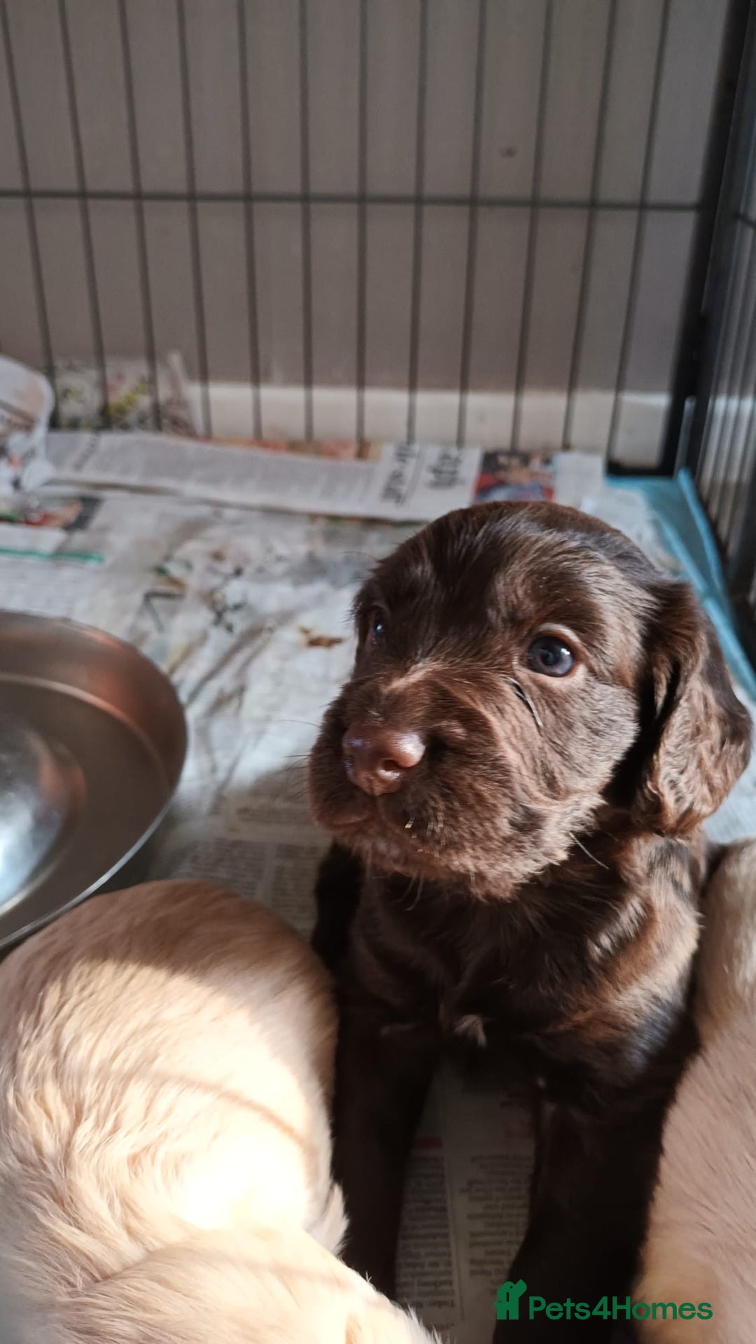 Cocker Spaniel dogs for sale: KC reg Working Chocolate Cocker spaniel puppy - Advert 2