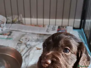 Cocker Spaniel dogs KC reg Working Chocolate Cocker spaniel puppy - Advert 17