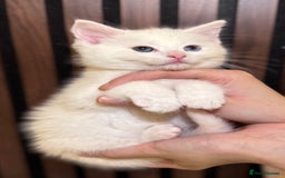 British Shorthair cats for sale: 🎃The Jack Frost Litter–Frost & Pumpkin Whiskers❄️ - Image 25