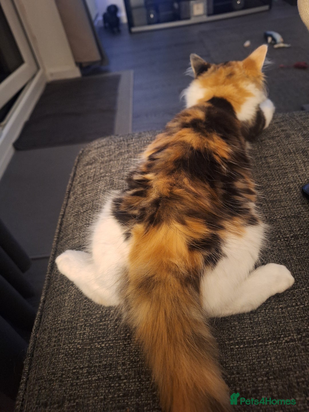 Mixed Breed cats for sale: Beautiful long haired Calico girl - Advert 9