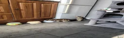 Mixed Breed cats for sale: Beautiful kittens ready for new home - Advert 8