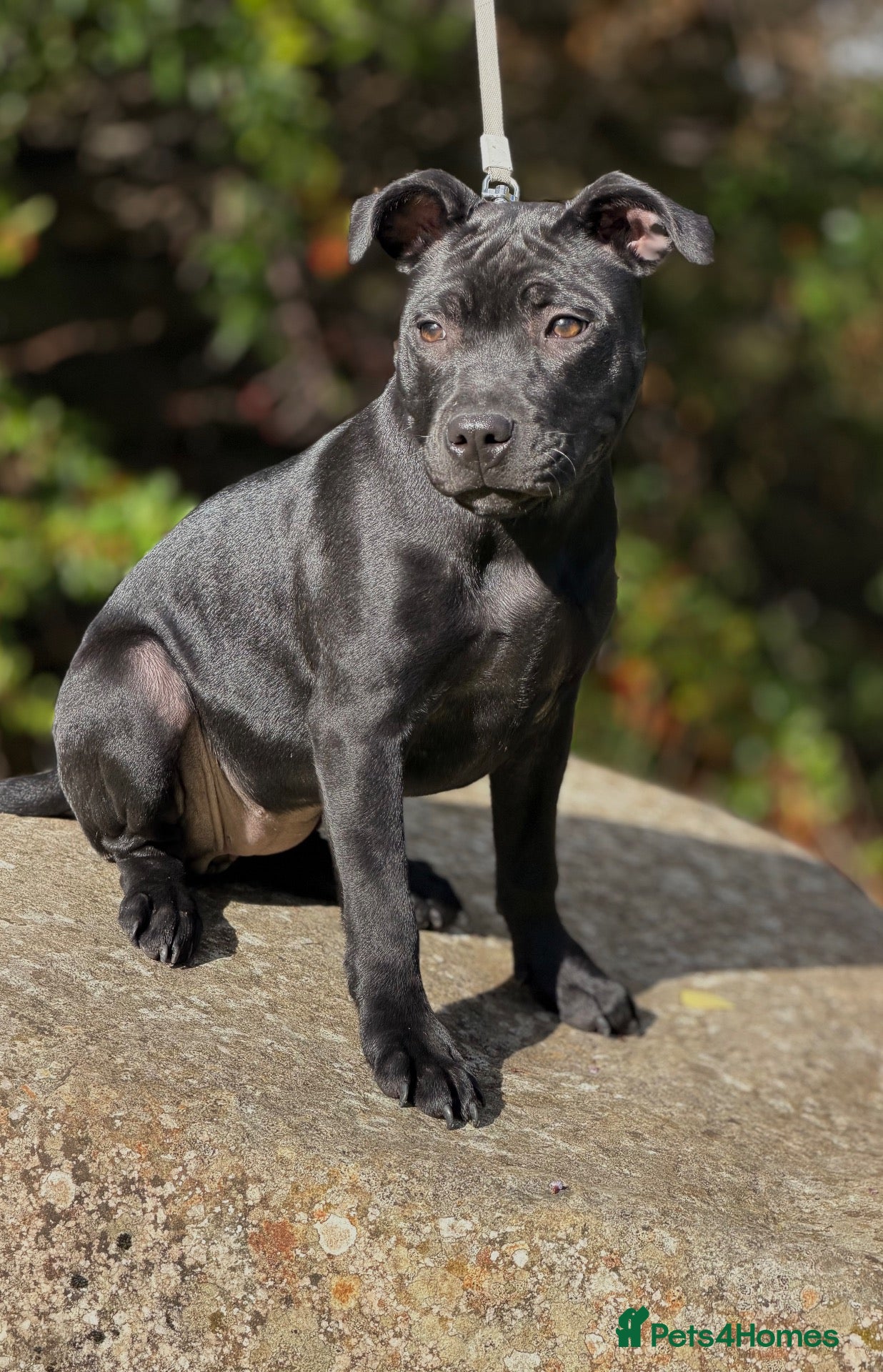 Staffordshire Bull Terrier dogs Health Tested KC Staffordshire Bull Terriers - Advert 1