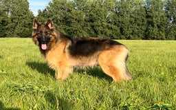 German Shepherd dogs for sale: OUTSTANDING QUALITY - Image 8