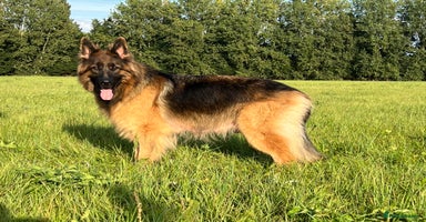 German Shepherd dogs OUTSTANDING QUALITY - Advert 9