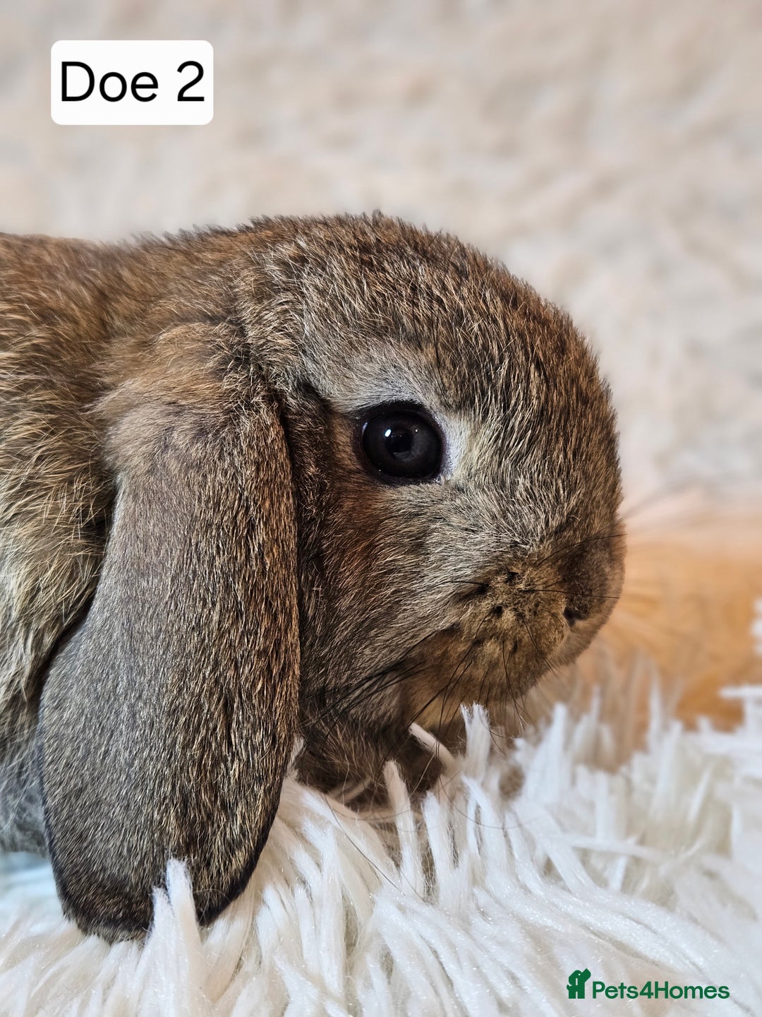 Mini Lop rabbits for sale: Mini Lop Rabbits. Ready to Leave on 29.11.25 - Advert 6
