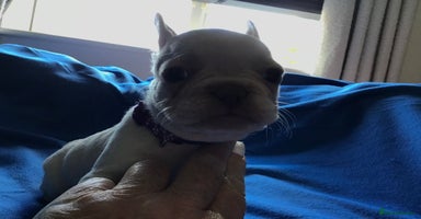 French Bulldog dogs - Advert 12
