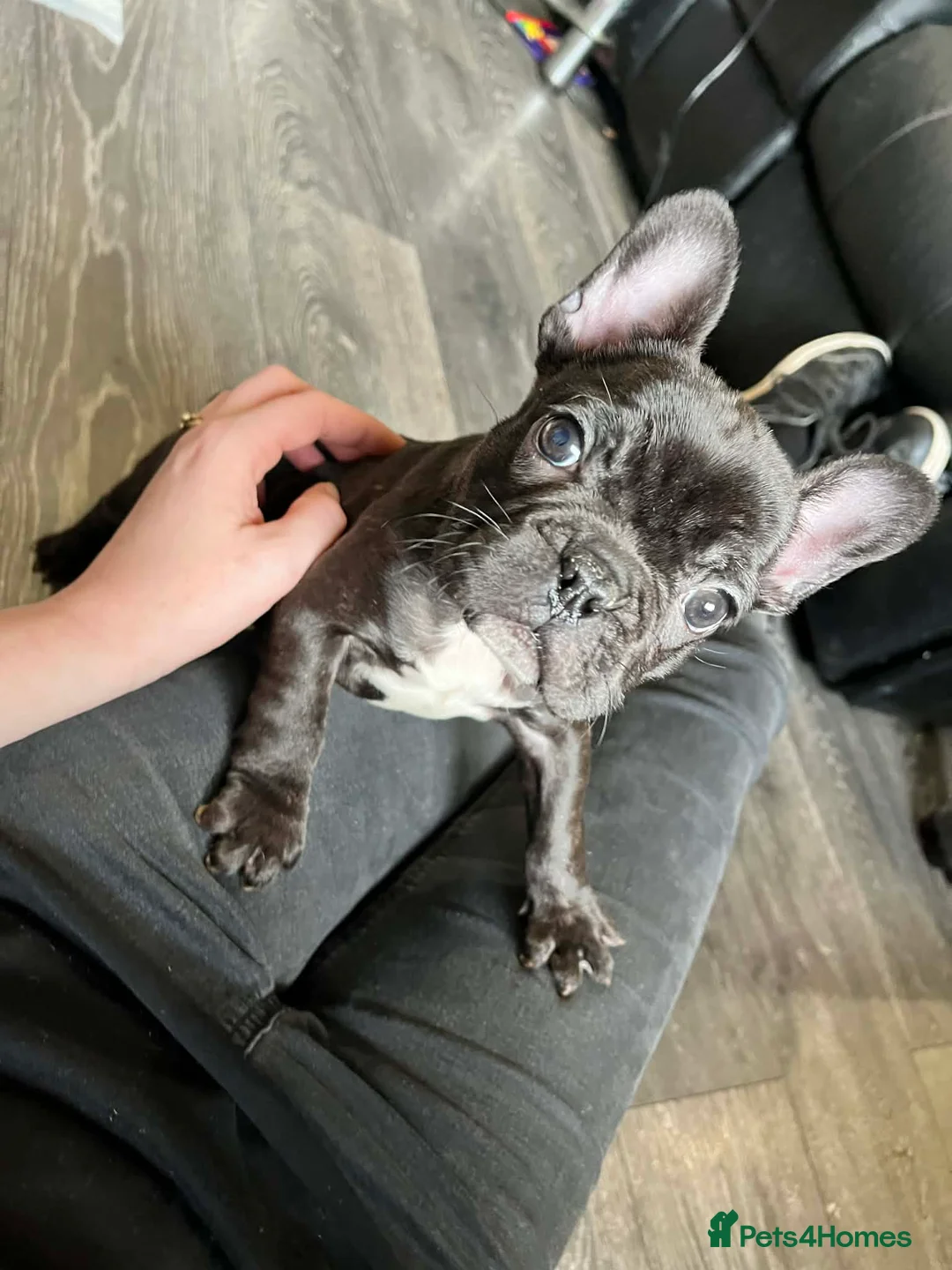 French Bulldog dogs for sale: French bulldog male puppy  in Coalville - Advert 2