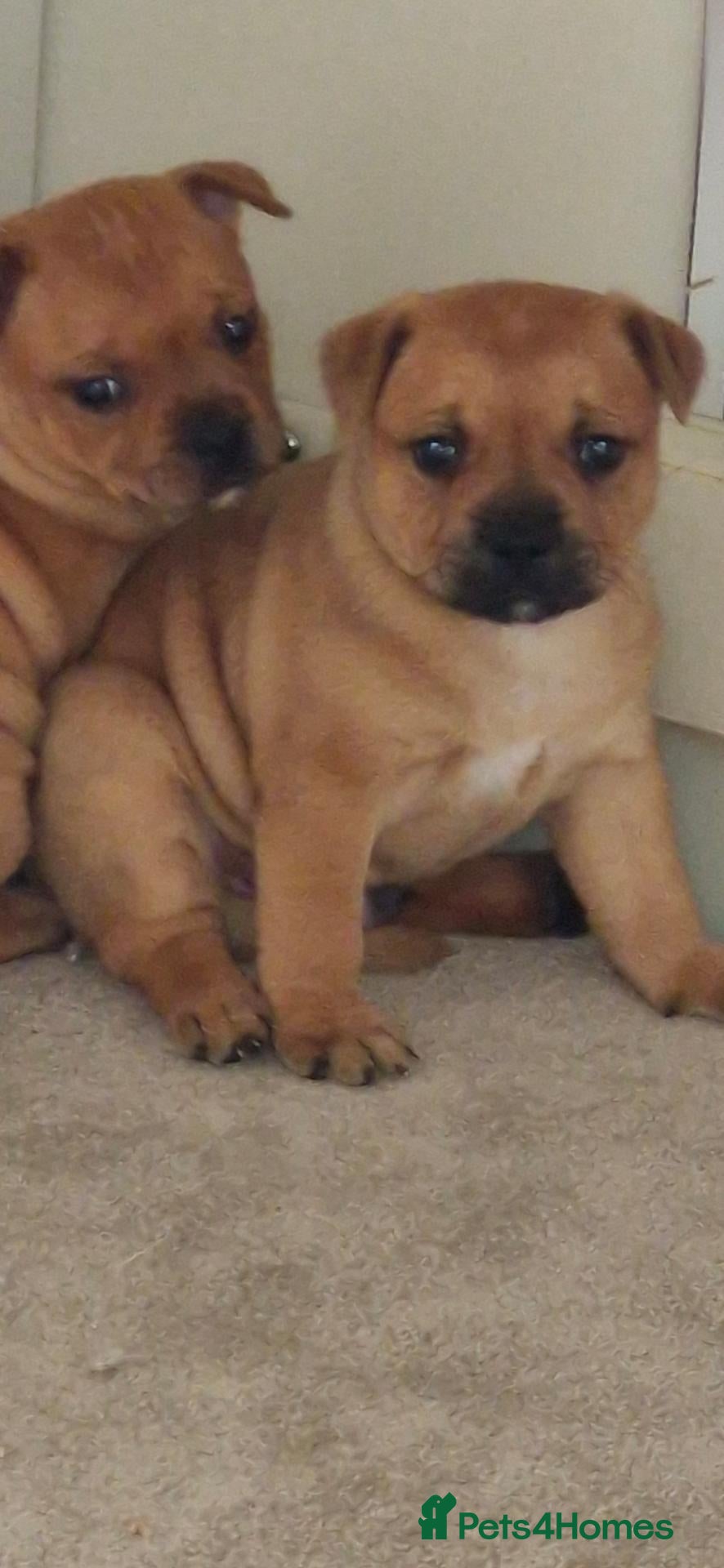 Staffordshire Bull Terrier dogs Red Staffordshire bull Terrier male  - Advert 2