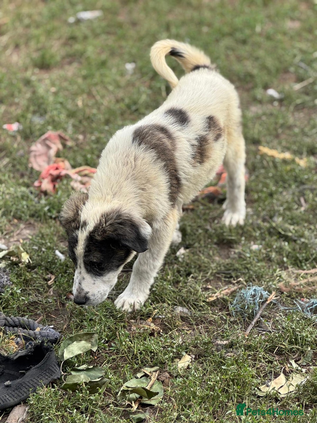Mixed Breed dogs for adoption: ODIN, a superb young boy - for a Loving Home - Image 29