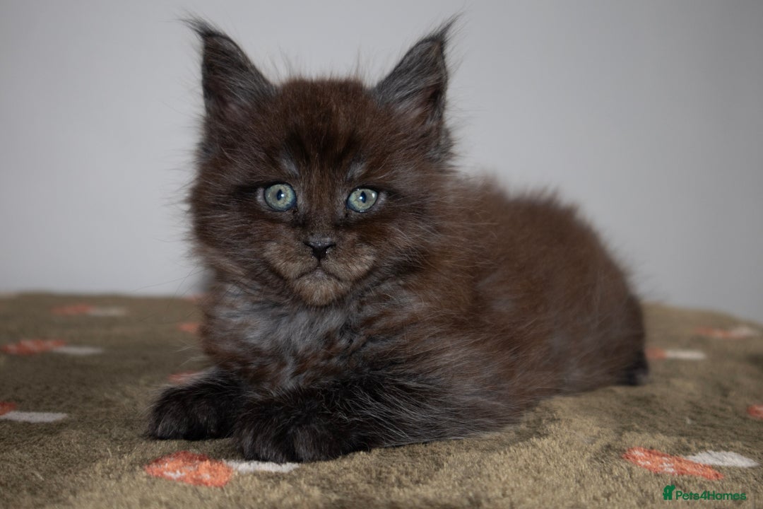 Maine Coon cats for sale: Gorgeous TICA-Registered Maine Coon Kittens! - Advert 20