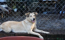 Mixed Breed dogs for adoption: 💙🐶 NICK AND MAILY 🐶💖 - Image 34