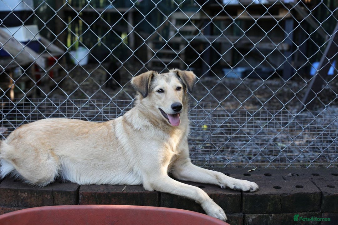 Mixed Breed dogs for adoption: 💙🐶 NICK AND MAILY 🐶💖 - Image 34