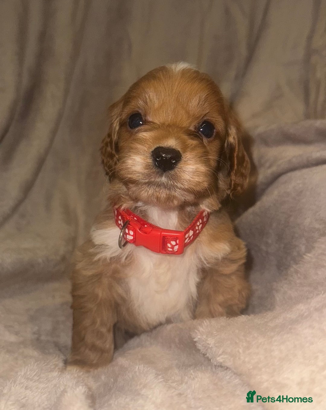 Cockapoo dogs for sale: 7 Cockapoo F1 class Fox red puppies - Advert 2